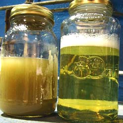 Alkaline Cleaner Concentrate