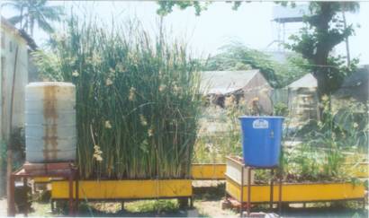Experimental Setup of Constructed Wetland