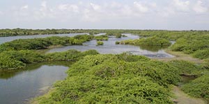 Kodikarai